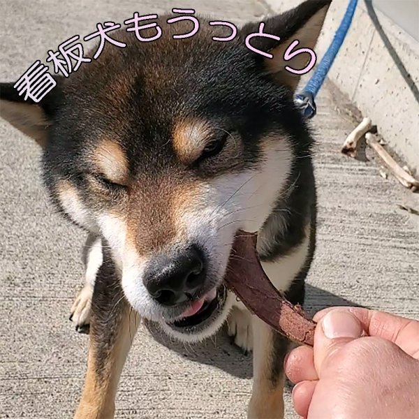 画像5: 【2回目以降増量】【合計2,600円で送料無料】角なのに硬過ぎない！わんこ用鹿50g【希少部位】袋角　鹿茸と呼ばれる一瞬しか獲れない貴重な柔らかい角　長野県阿智村産 (5)