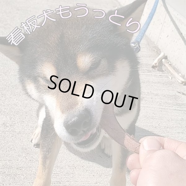 画像5: 【2回目以降増量】【合計1,800円で送料無料】角なのに硬過ぎない!わんこ用鹿【希少部位】袋角 鹿茸と呼ばれる一瞬しか獲れない貴重な柔らかい角 長野県阿智村産 (5)