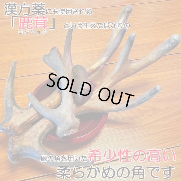 画像2: 【2回目以降増量】【合計1,800円で送料無料】角なのに硬過ぎない!わんこ用鹿【希少部位】袋角 鹿茸と呼ばれる一瞬しか獲れない貴重な柔らかい角 長野県阿智村産 (2)