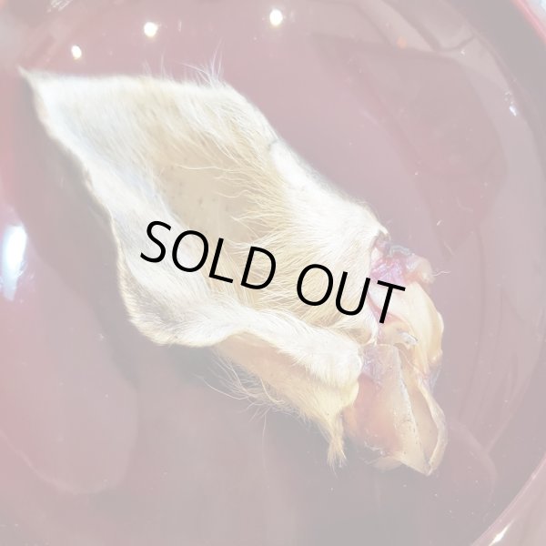 画像3: 【2回目以降増量】【合計1,800円で送料無料】 大きなお耳がコリコリ美味しい！燻製鹿耳　長野県阿智村産 (3)