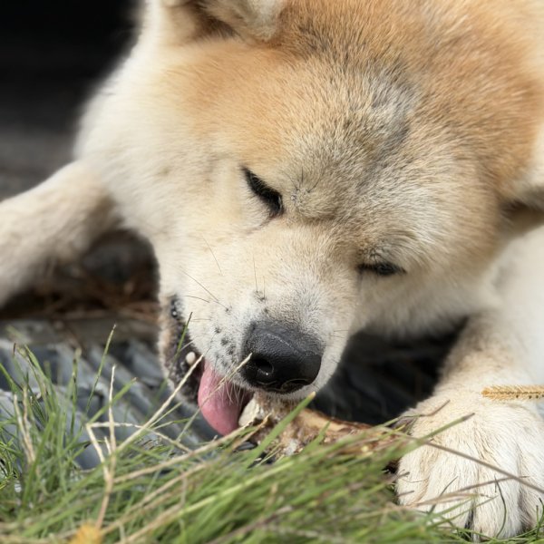 画像4: 【2回目以降おまけ付き】【合計1,800円で送料無料】燻製した鹿の脛骨を２等分しました！長ーい骨がふたつ入って超お得、大型犬も大喜びの肉・骨・骨髄を楽しめる燻製鹿後ろ足の骨１本分　長野県阿智村産 (4)