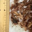 画像6: 【2,600円以上送料無料】 偏食のわんこ達へ！普段のフードにふりかけで動物性たんぱく質をトッピング 食欲増進 栄養補給 長野県阿智村産【 常温保存可能 】【購入2回目からおまけ付き】 (6)