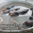 画像6: 【2回目以降増量】【合計1,800円で送料無料】鹿のひづめを有効利用してわんこが大好きな食べても平気なおもちゃを作りました　長野県阿智村産 塩調味料不使用 ニホンジカ100％ (6)