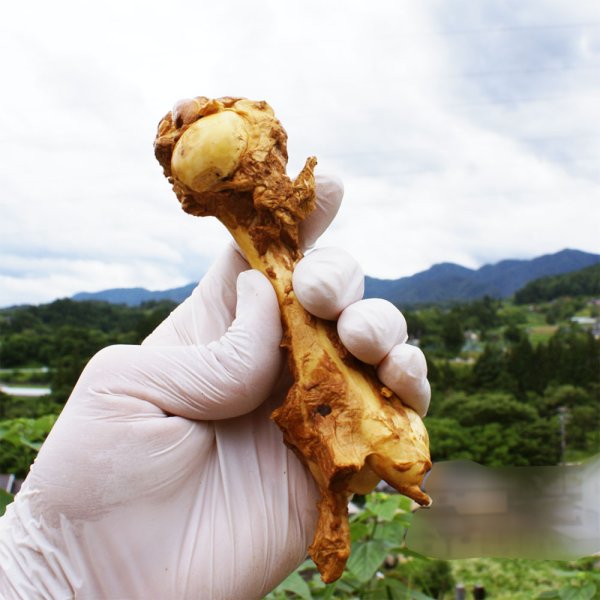 画像4: 【2回目以降おまけ付き】【合計1,800円で送料無料】旨味をぎゅっと閉じ込めた、犬用燻製鹿上腕骨(げんこつ)小サイズ1本 長野県阿智村産 (4)