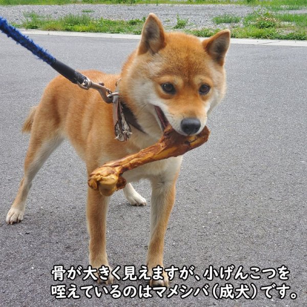 画像6: 【2回目以降おまけ付き】【合計1,800円で送料無料】旨味をぎゅっと閉じ込めた、犬用燻製鹿上腕骨(げんこつ)小サイズ1本 長野県阿智村産 (6)
