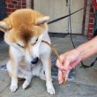 画像4: 【2回目以降増量】【合計1,800円で送料無料】防腐剤添加物一切不使用。山にあるものだけで作った燻製のあばら骨120グラム。ながーいアバラをポキポキぽりぽり美味しそう！　長野県阿智村産 (4)
