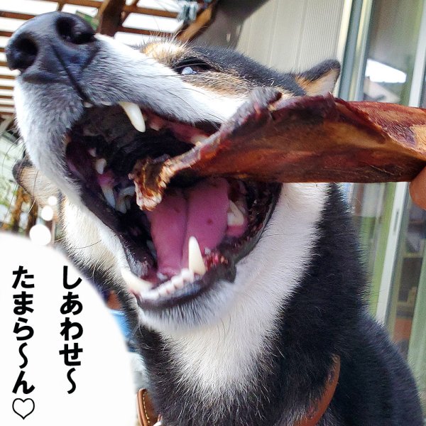 画像4: 【2回目以降おまけ付き】【合計1,800円で送料無料】鹿はごいたS・M・Lサイズ　鹿の肩甲骨を燻製した、おせんべいみたいにぱりぱりかじれる部位です　長野県阿智村産 (4)