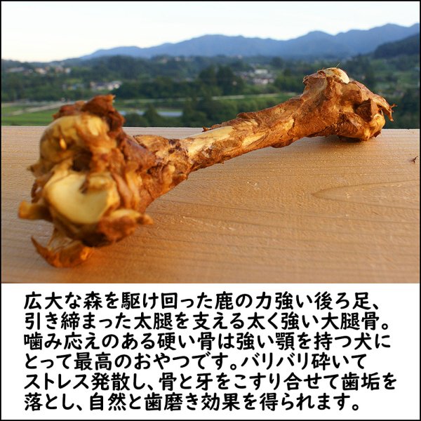 画像4: 【2回目以降おまけ付き】【合計1,800円で送料無料】旨味をぎゅっと閉じ込めた、犬用燻製鹿大腿骨(げんこつ)大サイズ1本 長野県阿智村産 (4)