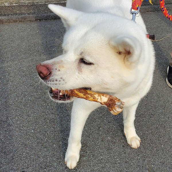 画像6: 【2回目以降おまけ付き】【合計1,800円で送料無料】旨味をぎゅっと閉じ込めた、犬用燻製鹿大腿骨(げんこつ)大サイズ1本 長野県阿智村産 (6)