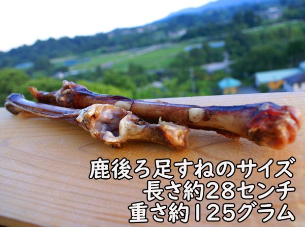 画像3: 【2回目以降おまけ付き】【合計1,800円で送料無料】なが〜い約30センチ!鹿骨後ろ足スネ燻製、大型犬も中型犬も大満足大サイズ1本 長野県阿智村産 (3)