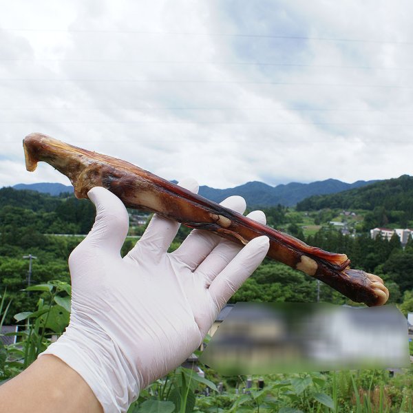 画像4: 【2回目以降おまけ付き】【合計1,800円で送料無料】なが〜い約30センチ!鹿骨後ろ足スネ燻製、大型犬も中型犬も大満足大サイズ1本 長野県阿智村産 (4)