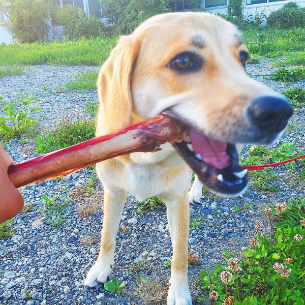 画像5: 【2回目以降おまけ付き】【合計1,800円で送料無料】なが〜い約30センチ!鹿骨後ろ足スネ燻製、大型犬も中型犬も大満足大サイズ1本 長野県阿智村産 (5)