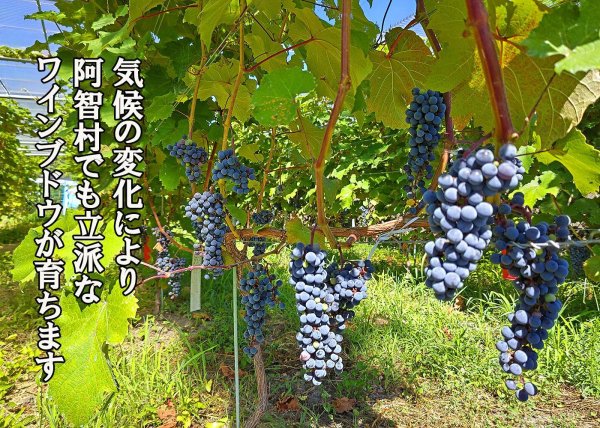 画像5: とても濃厚な味わいのぶどうジュース3本セット　長野県阿智村産で育ったワイン用ぶどうを贅沢に絞ってぶどう100％のジュースを作りました (5)