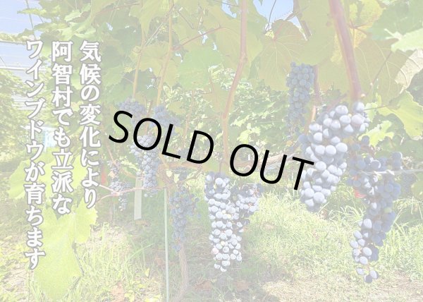 画像5: とても濃厚な味わいのぶどうジュース3本セット　長野県阿智村産で育ったワイン用ぶどうを贅沢に絞ってぶどう100％のジュースを作りました (5)