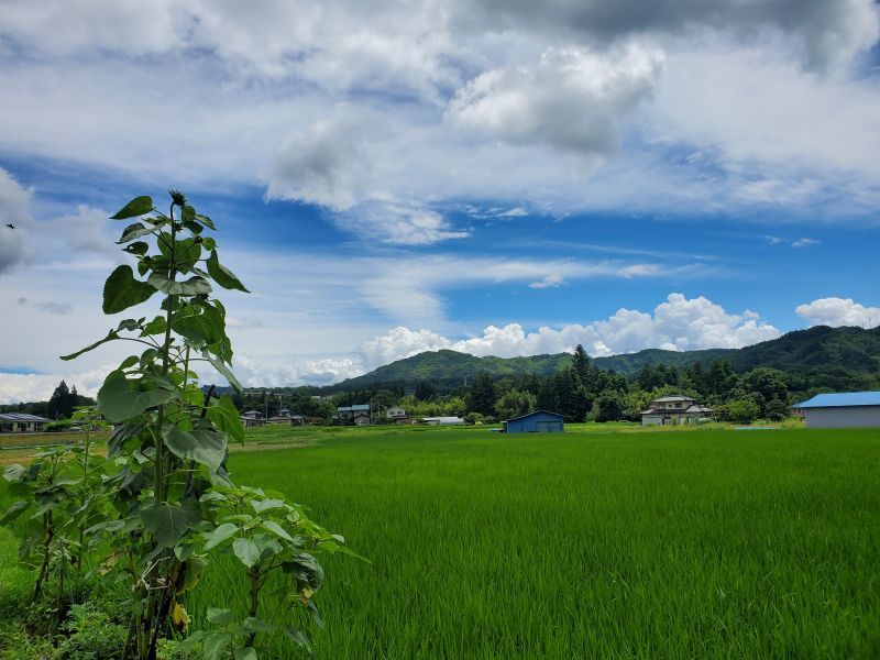 久しぶりのいい天気