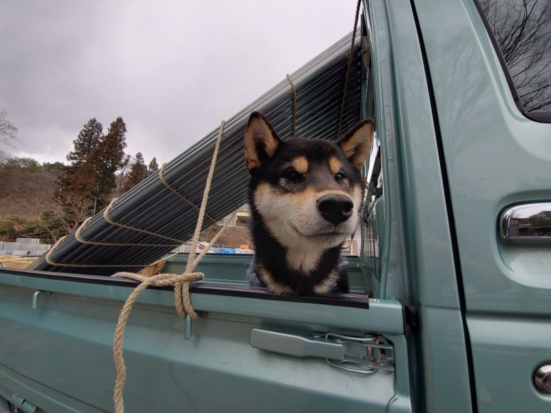 看板犬は今日も元気です