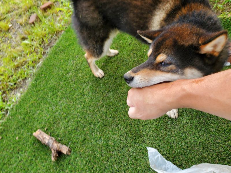 看板犬が…