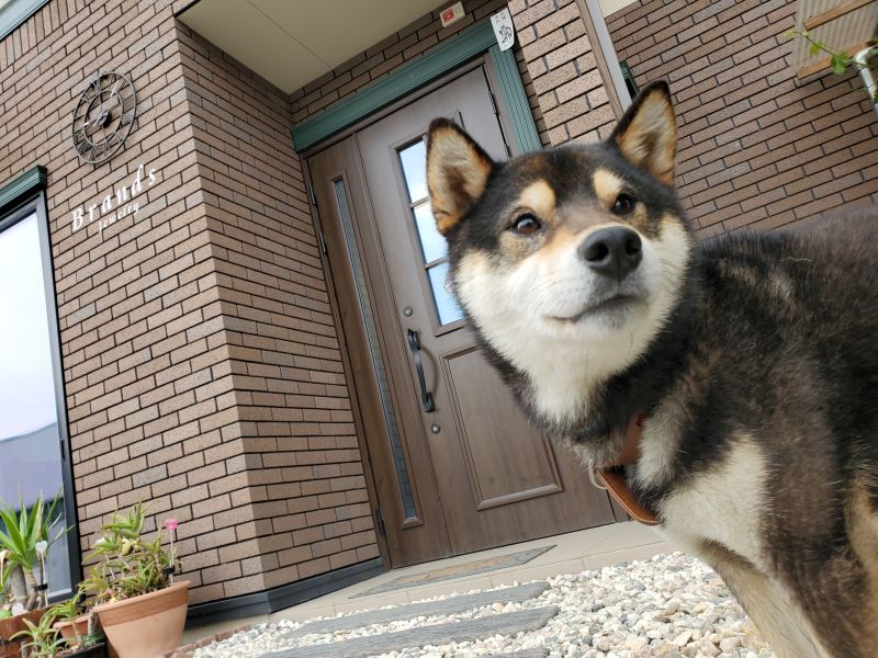 看板犬