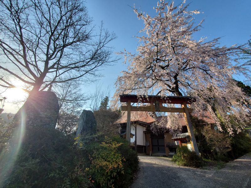 長岳寺の桜